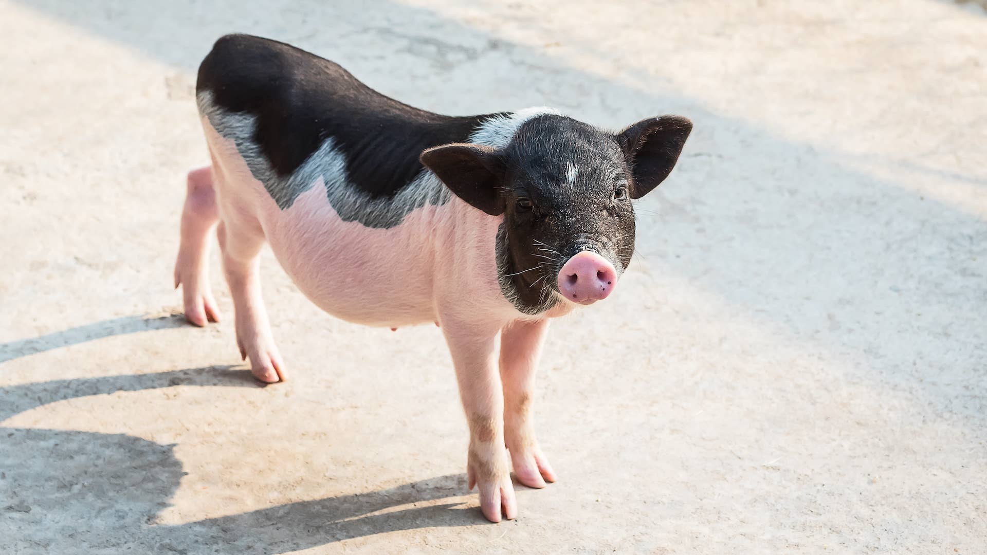 Story of Special Needs Disabled Pig Being Rescued Is Touching People's ...