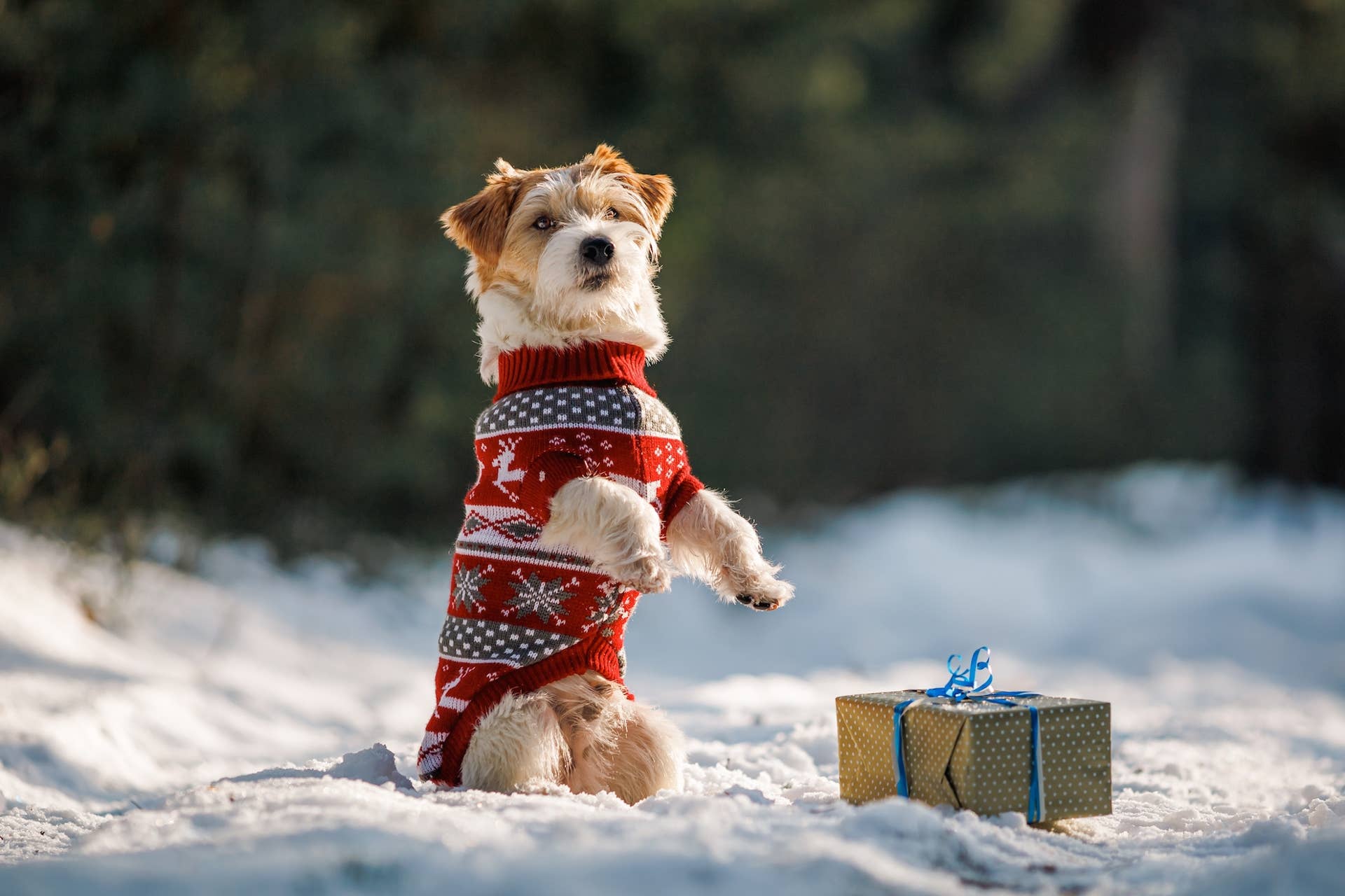 Floral Pet Sweater Dress at T.J. Maxx Is Going Viral