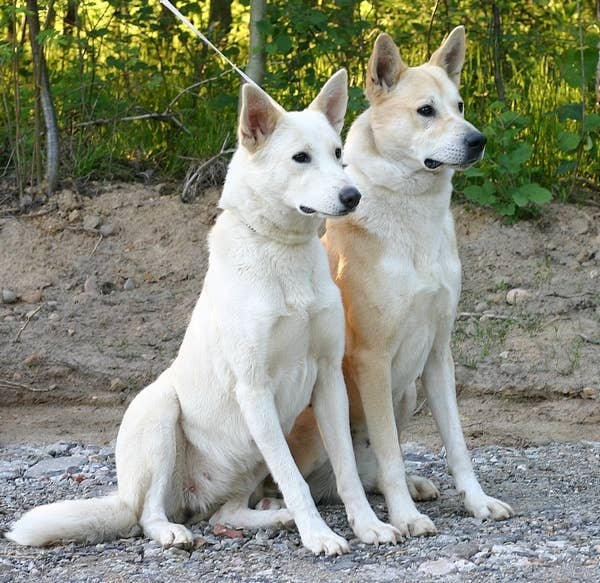Canaan Dog Breed: Characteristics, Care, and Training - PetHelpful