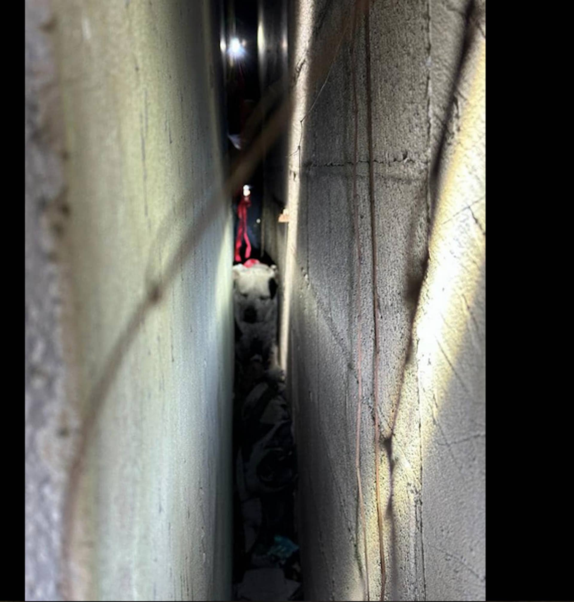 Florida Dog Rescued After Being Trapped Between Warehouse Walls ...