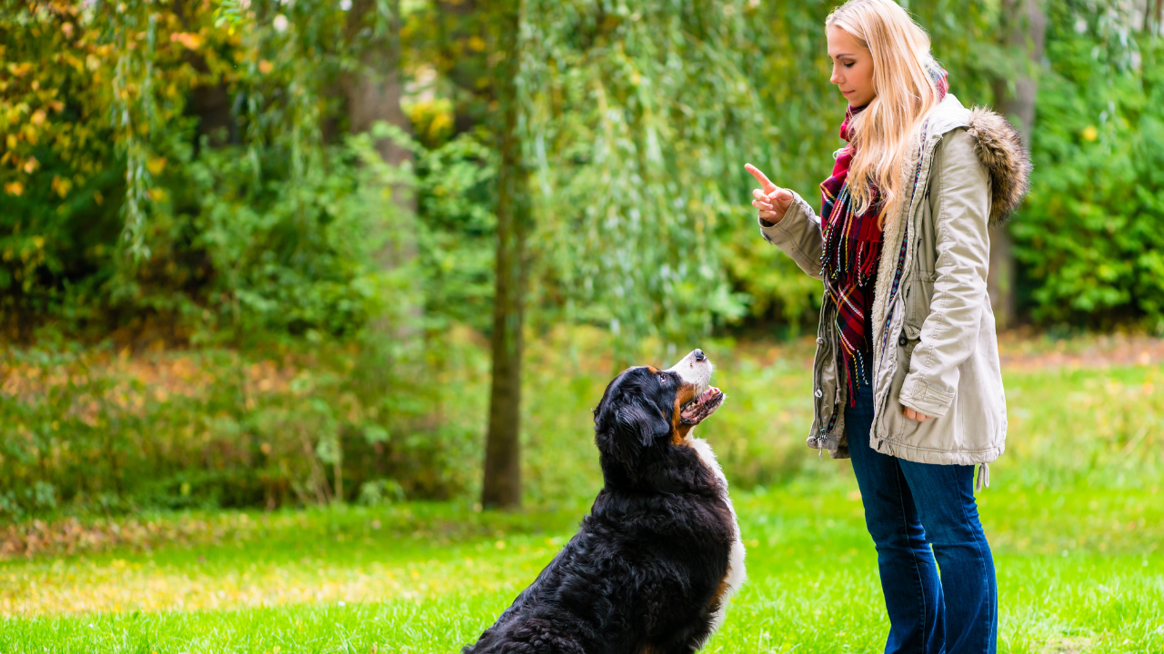 Why Is My Dog Jumping and Biting Me During Walks? - PetHelpful