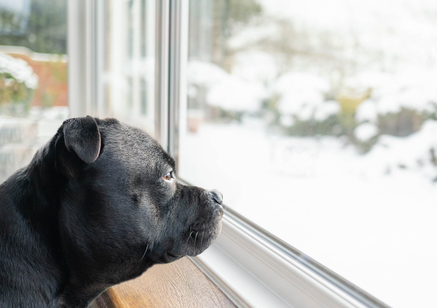 Dog’s Fitting Reaction to Going Outside in -40 Weather Is Totally On ...