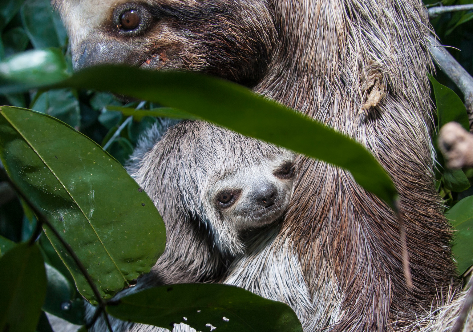Sloth And Baby Ruth Video of Wildlife Rescue Reuniting Baby Sloth With Mom Tugs at the ...