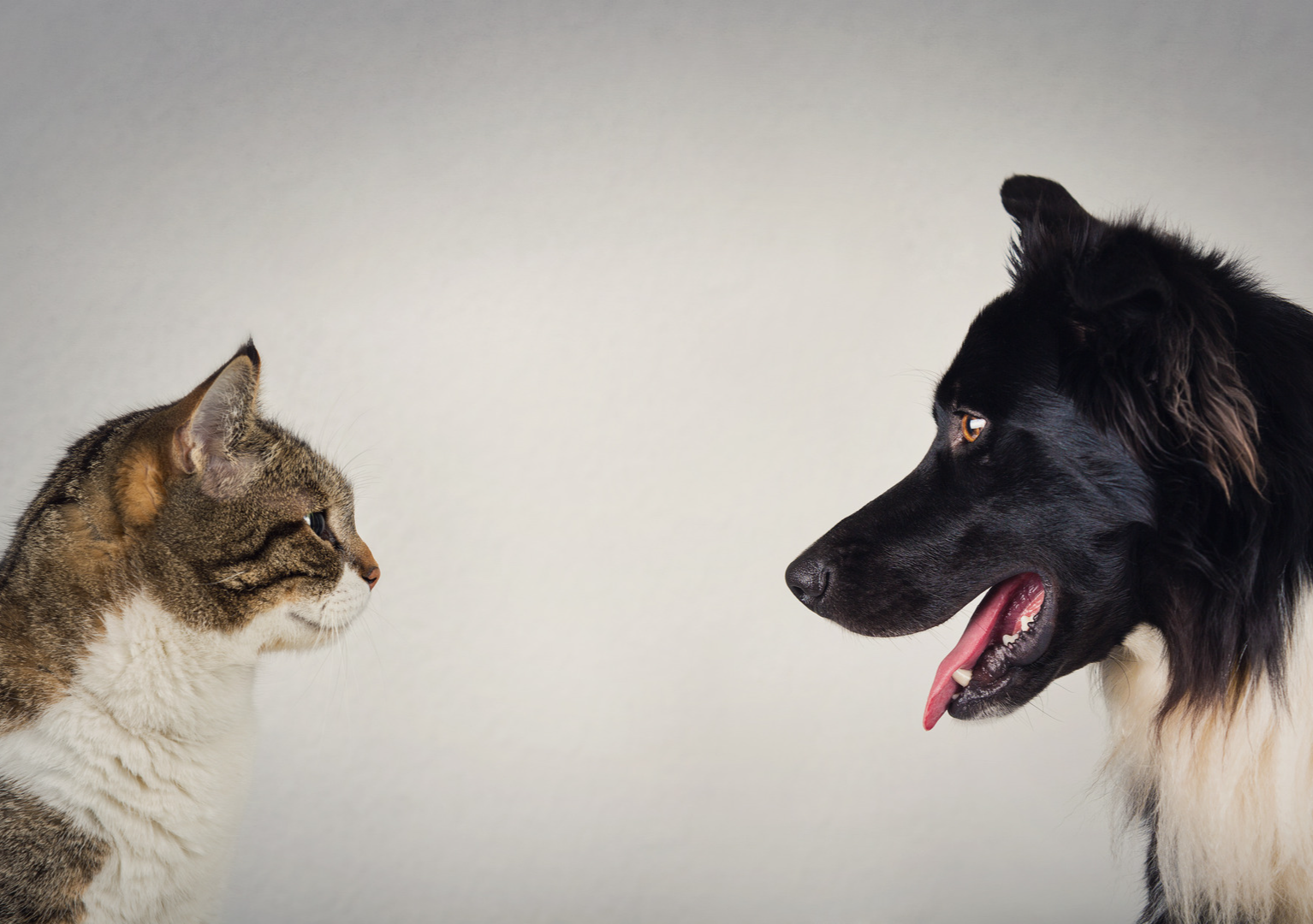 bonded-cats-spend-their-entire-day-hilariously-rage-baiting-each-other