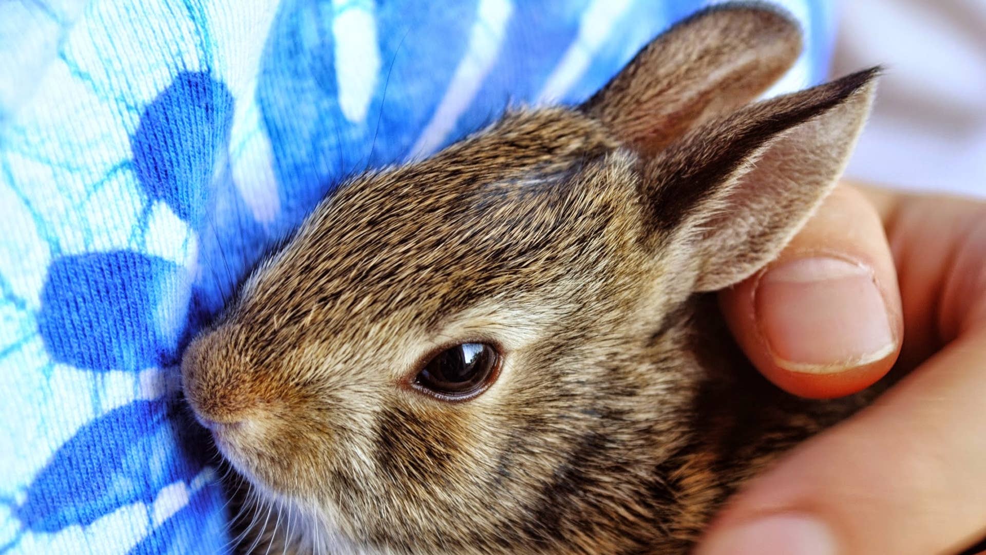 All Pets: Care Guides for Every Companion Animal - PetHelpful