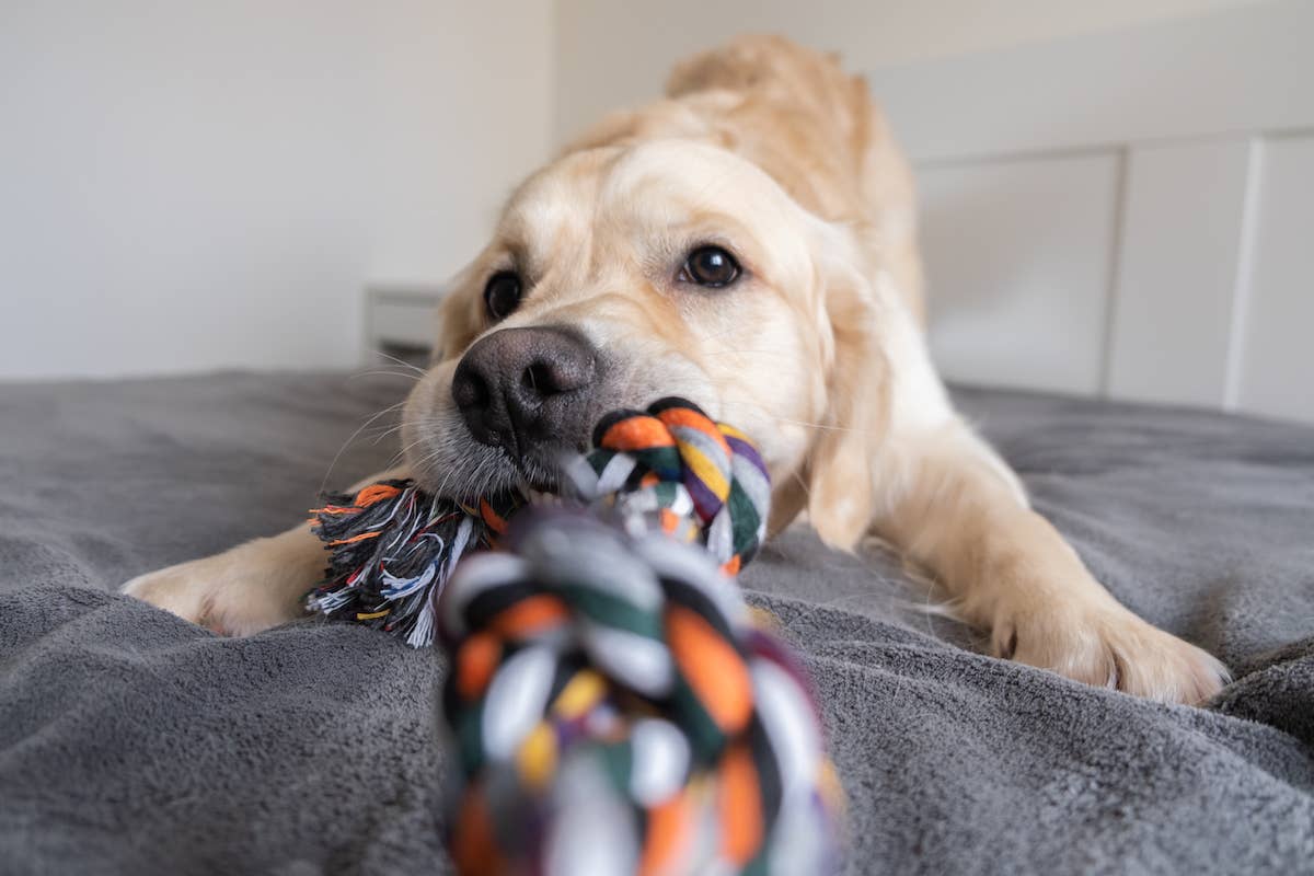 Golden Retriever 'Arguing' With Echoing Toy Is LOL Funny - PetHelpful