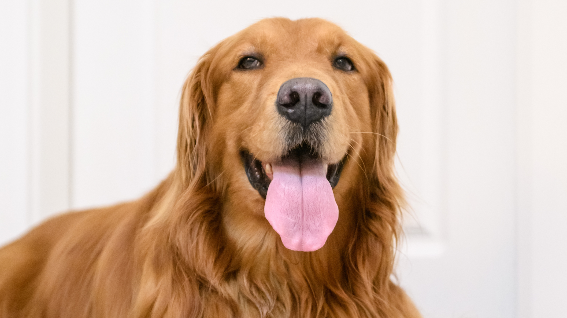 Golden Retriever Takes Apple Bobbing Enrichment Into Her Own Paws Golden Retriever Takes Apple Bobbing Enrichment Into Her Own Paws