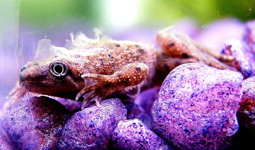 Chytridiomycosis African Dwarf Frog