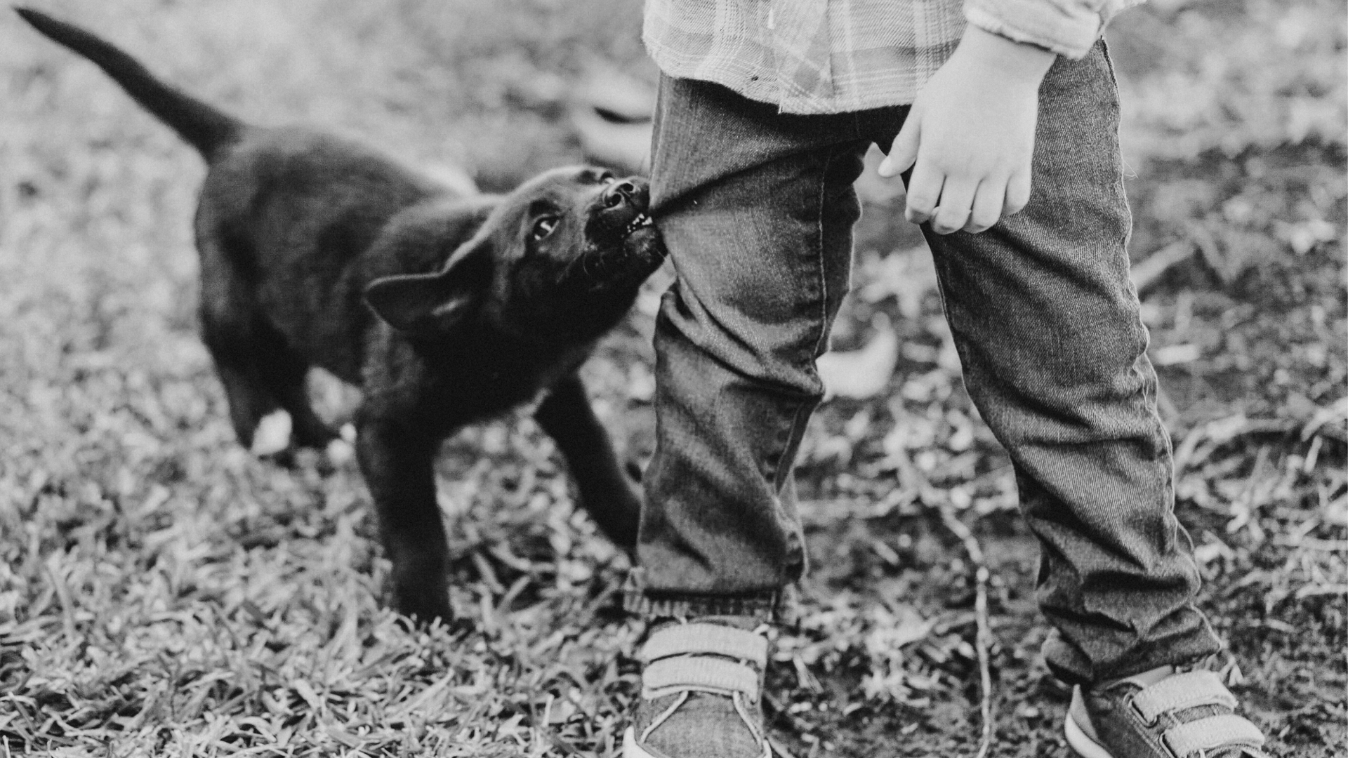 How to Help an Aggressive Puppy, According to a Vet - PetHelpful