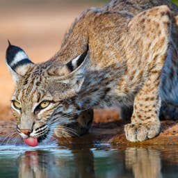 What Should I Do If a Bobcat Shows Up in My Yard?