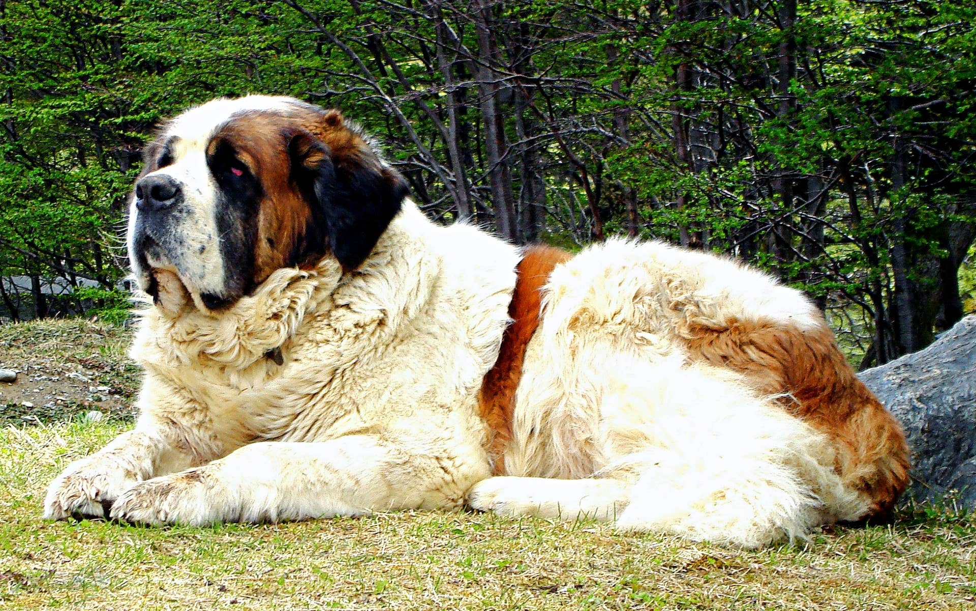 400 Unique Female Dog Names for Your Girl Pup - PetHelpful