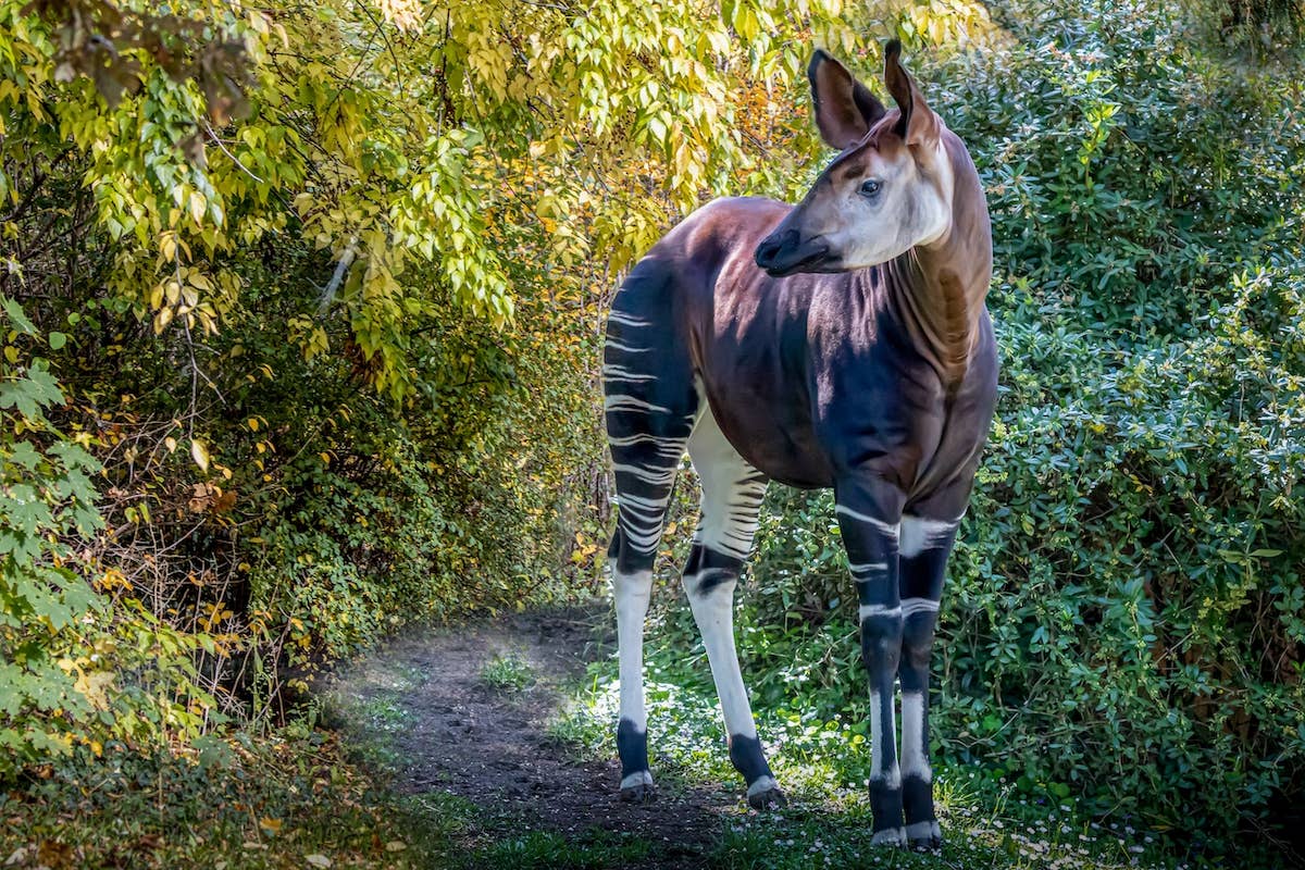 Man Proves Music is Universal Language By Charming Rare Okapi with ...
