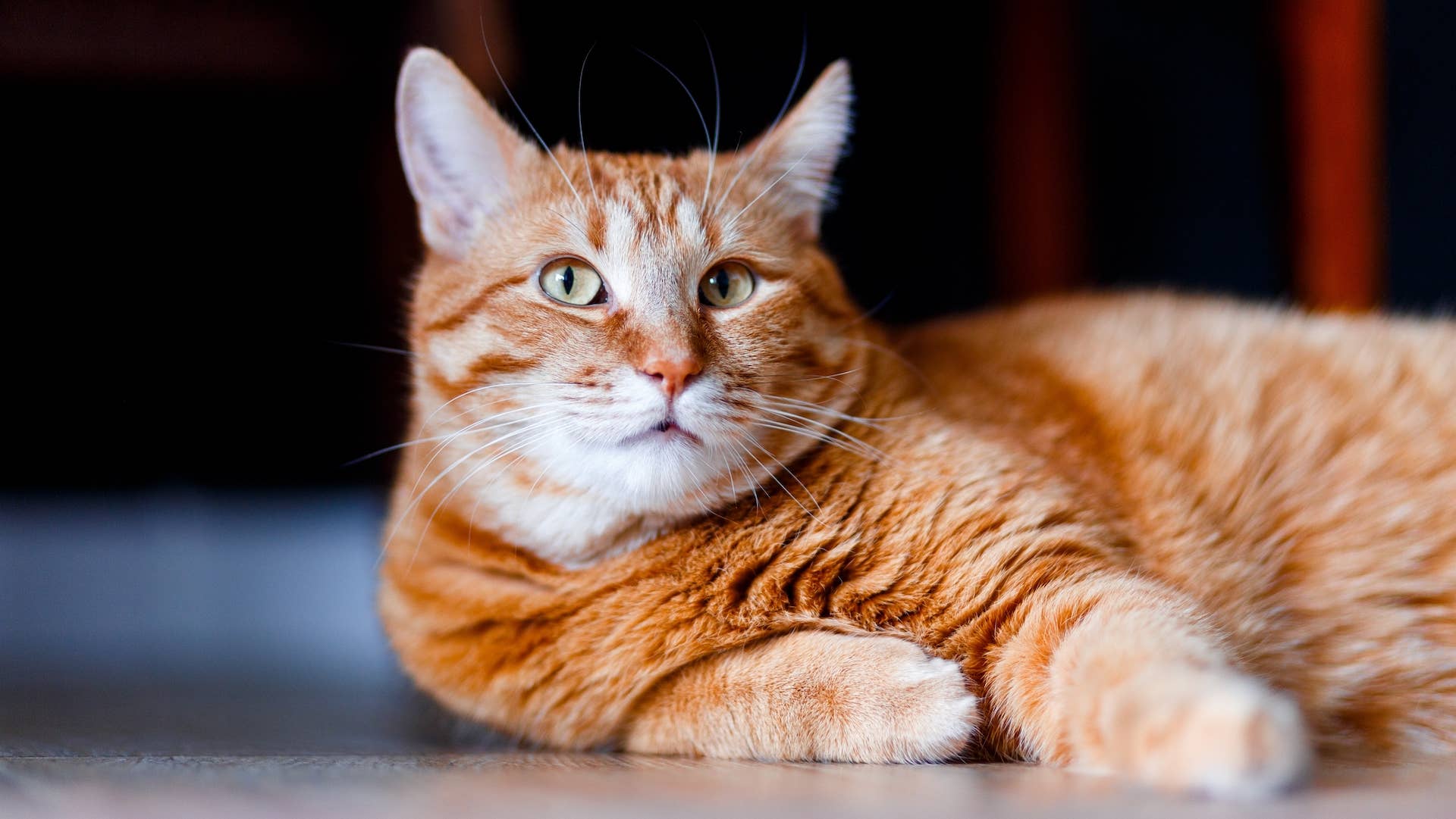 How Much Are Orange Tabby Cats