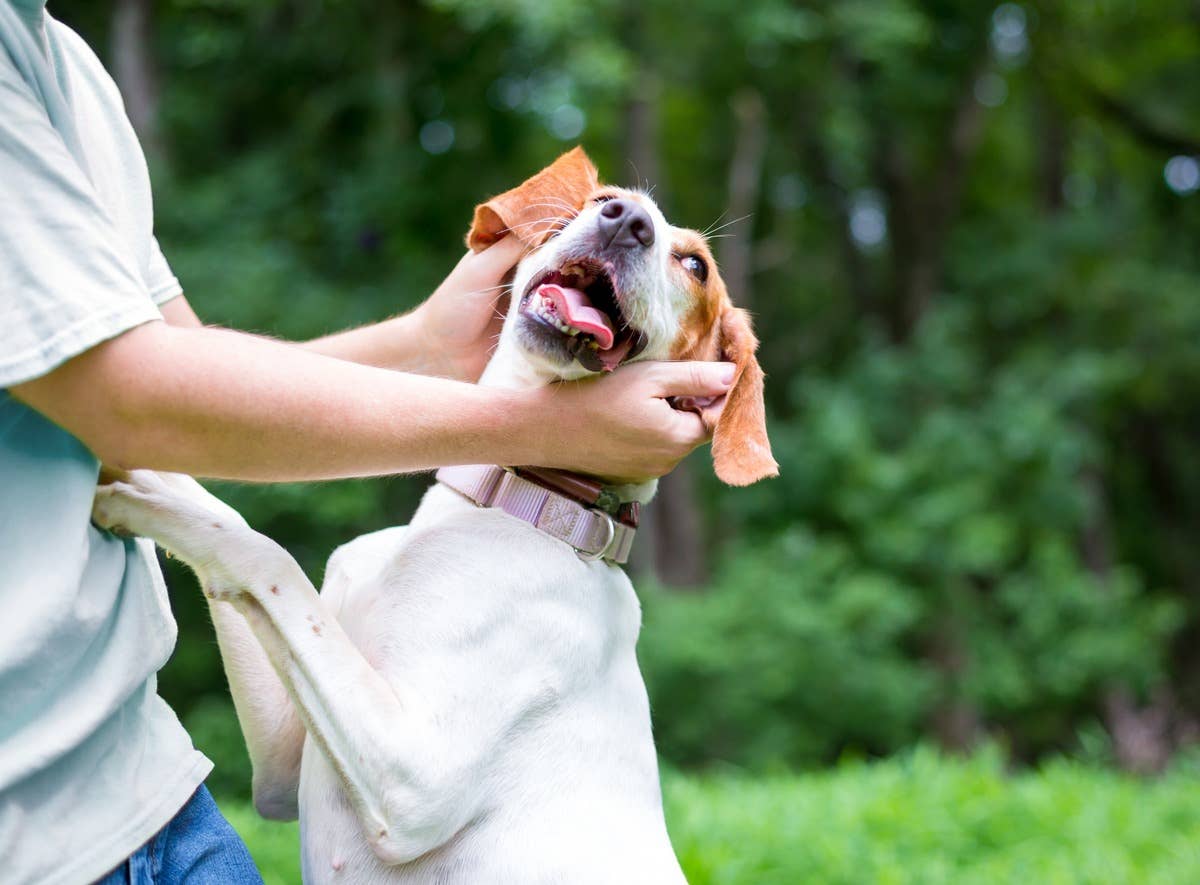 Kind People Rescue a Calf Only to End up With a Hound Mix Bonus in ...