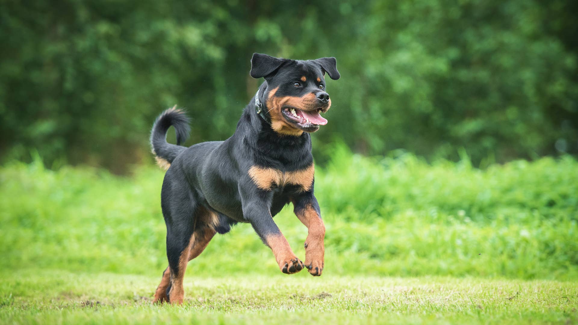 Playful Rottweiler Joins Famous Band on Stage Just to Ask His Rock Star ...