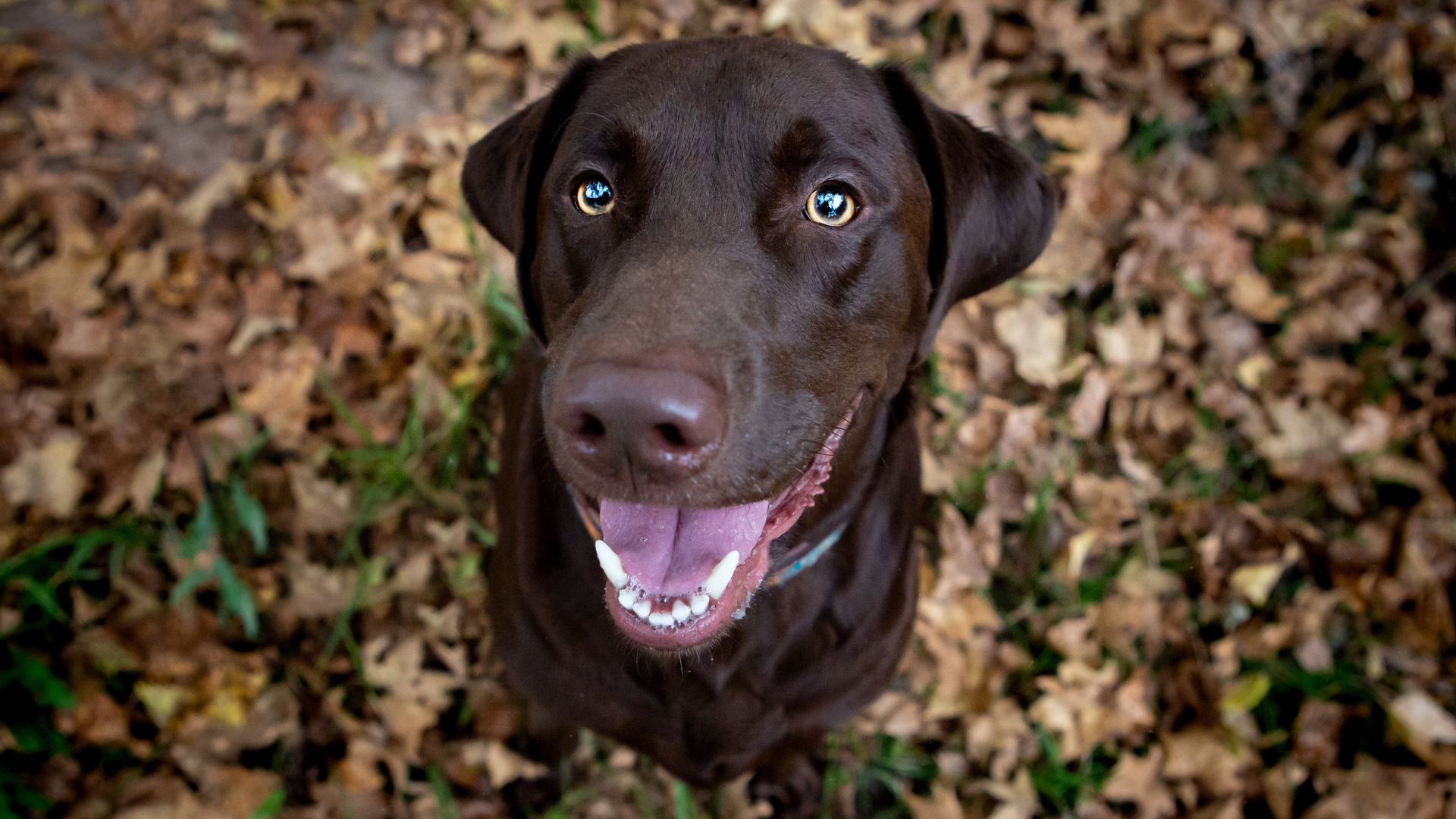 Chocolate Labrador Loves His Duck Friend So Much He Hauls Him Into the ...