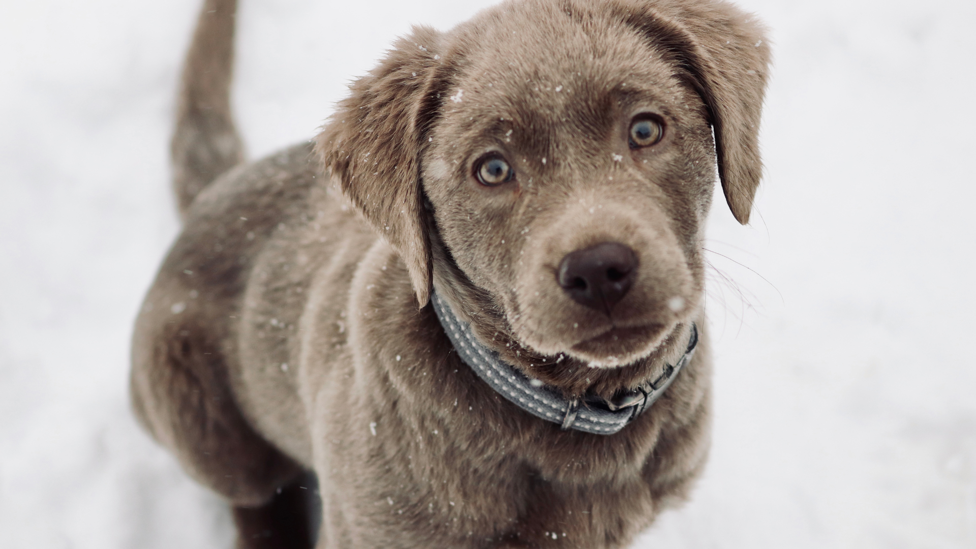 Labrador Retriever Puppies' First Time in Snow Is Full of Curiosity ...