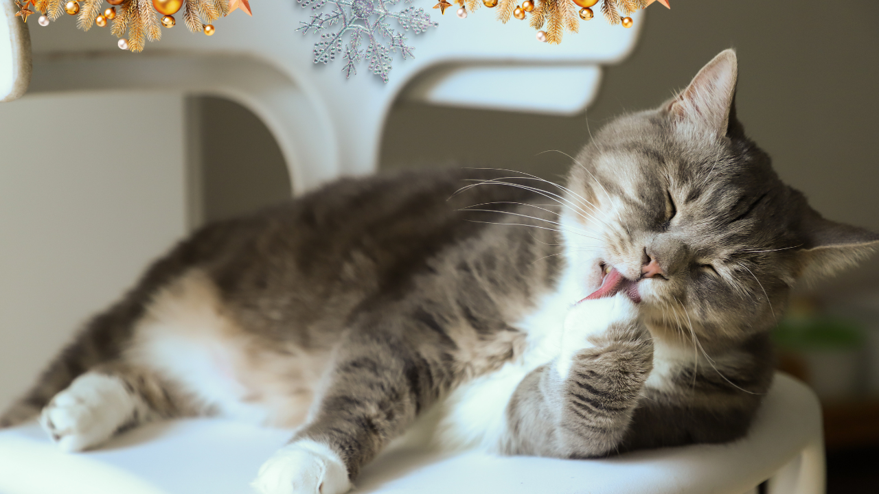 Cat licking its paw