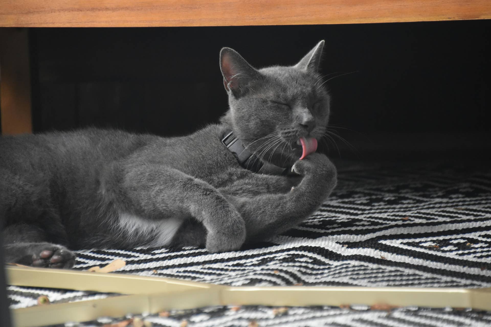 Cat grooming