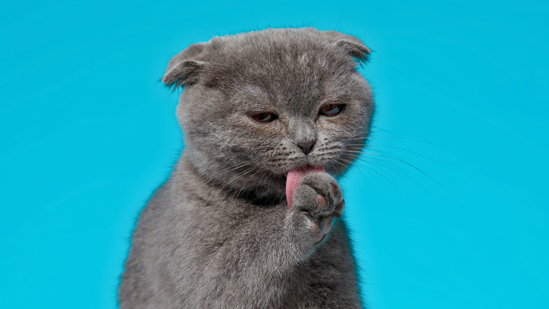 Cute cat licking its paws