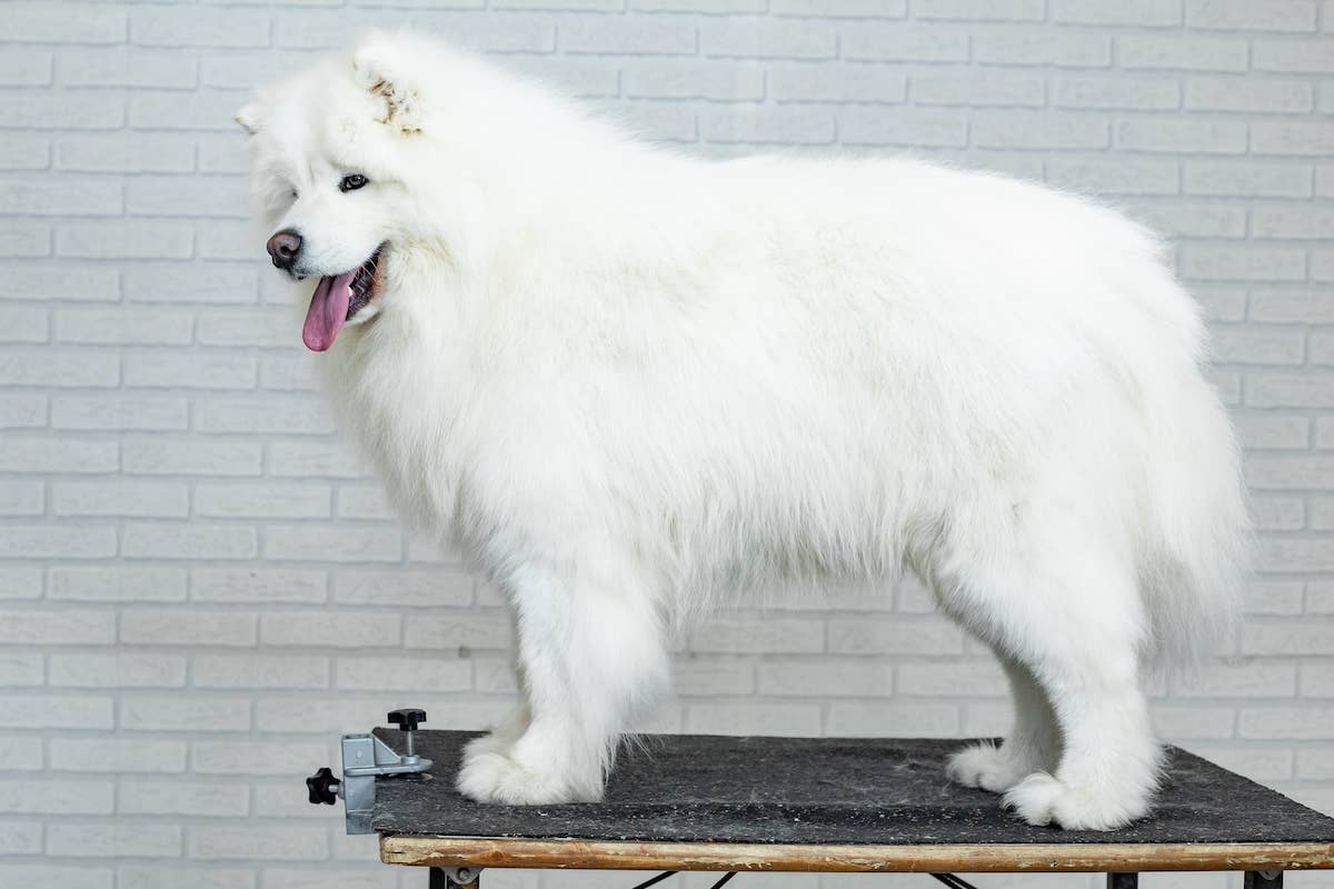 True Extent of Samoyed's Winter Coat Revealed During Jaw-Dropping