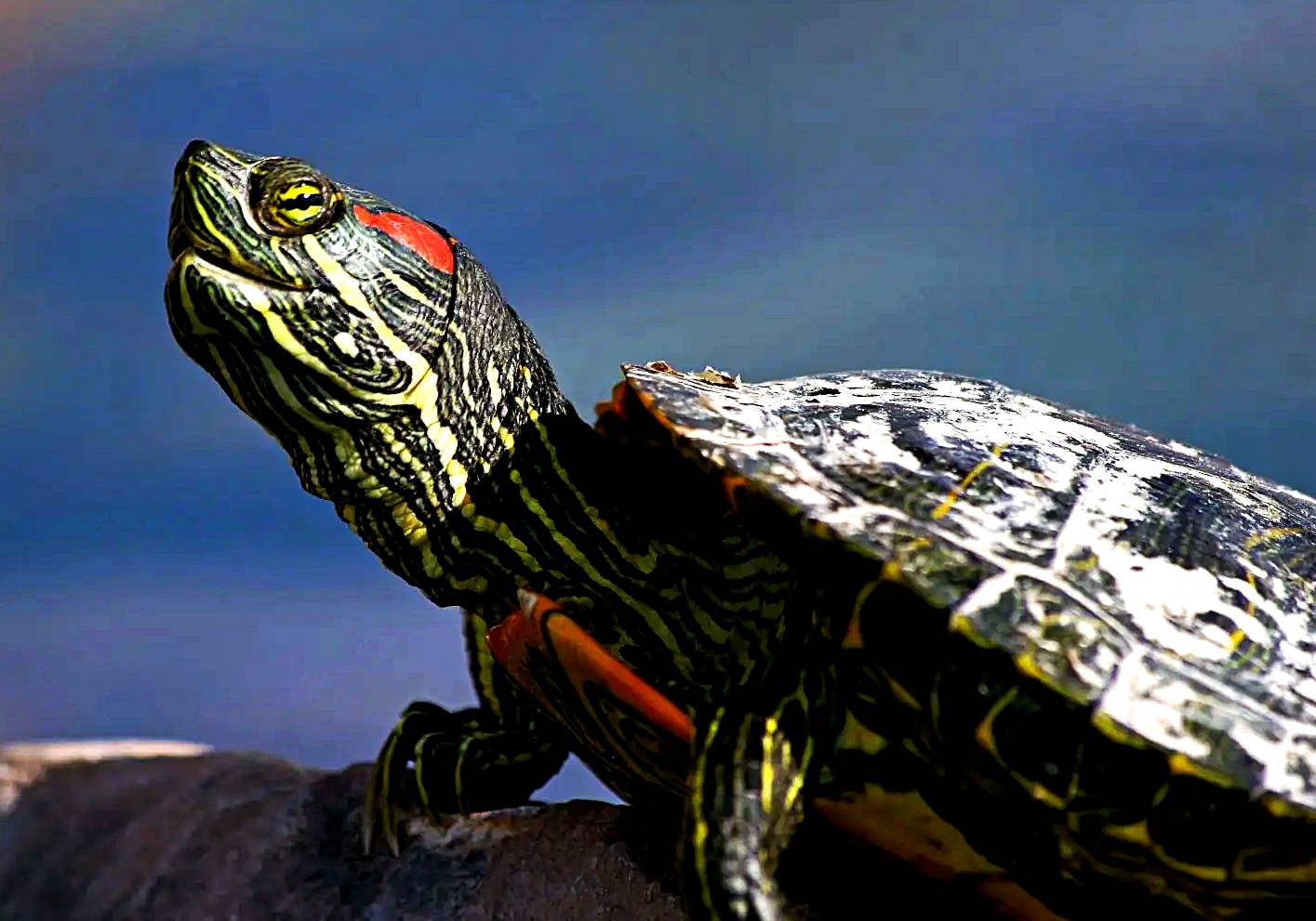 12 of the Best Pet Turtles and Tortoises for Beginners - PetHelpful