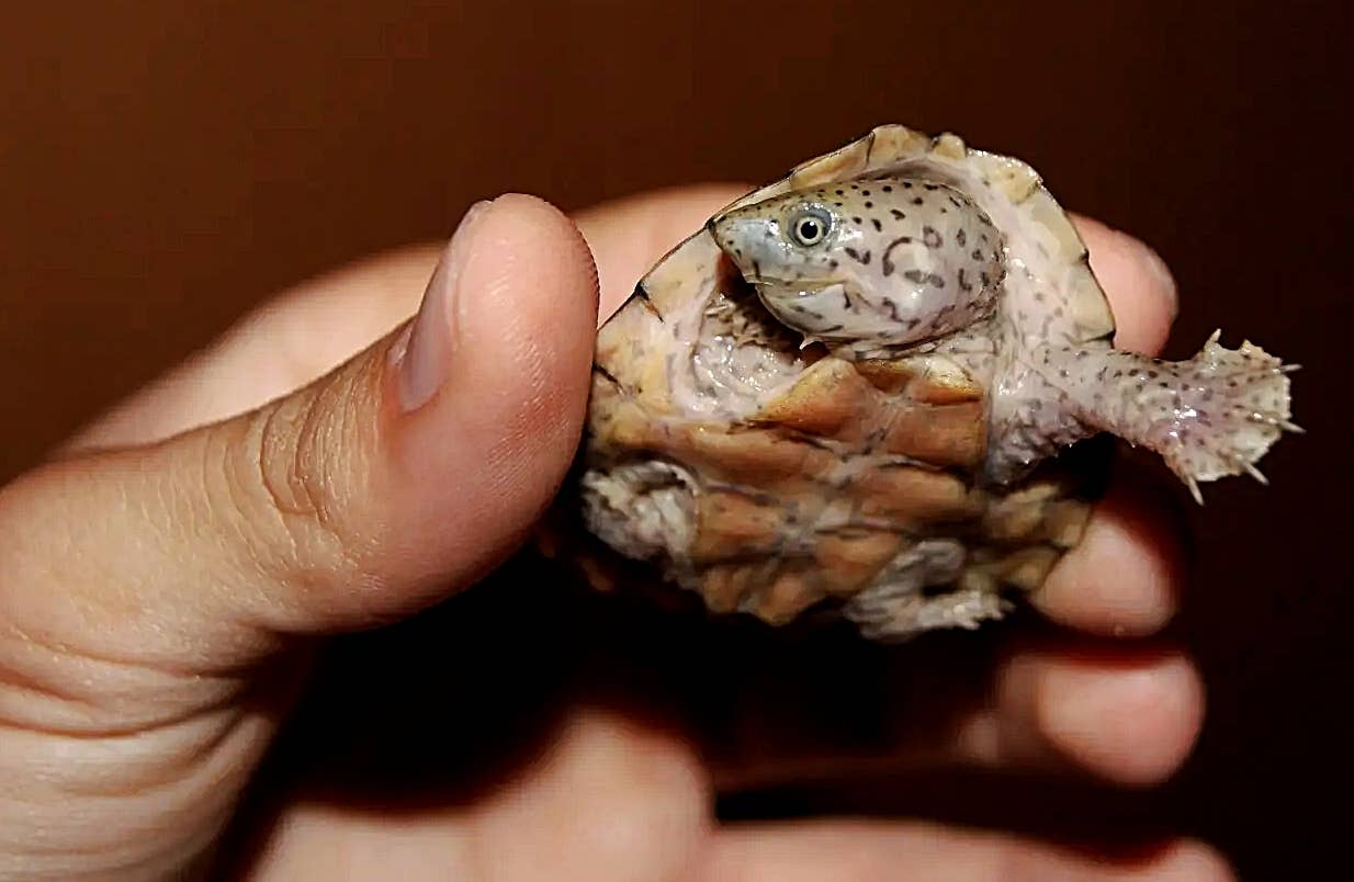 How To Take Care Of A Razorback Musk Turtle