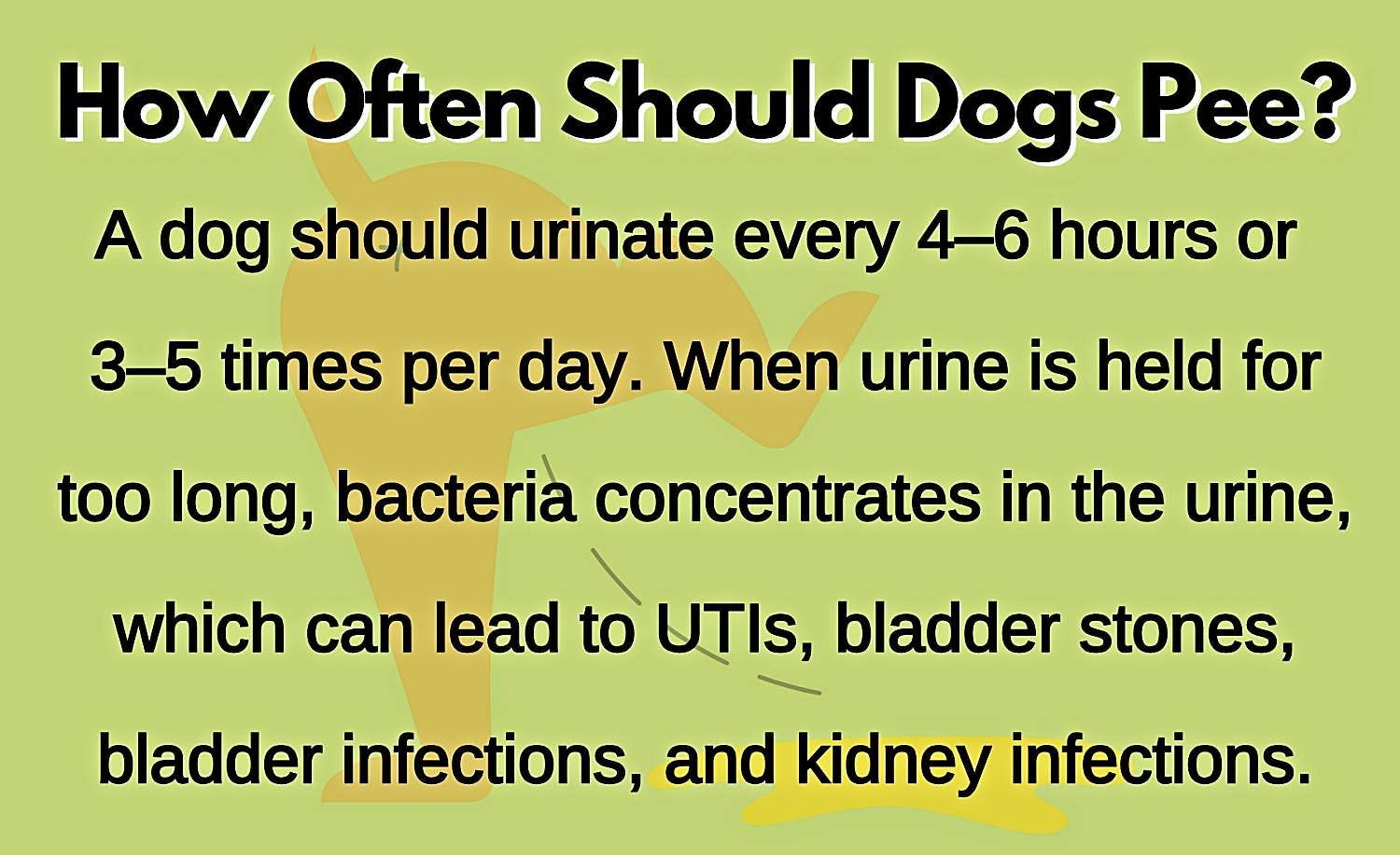 How Often Should My Dog Pee