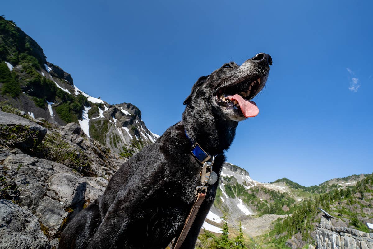 Labrador Look Out Senior Lab Mix Living Best Life As 'Fire Lookout Dog' in Rugged Montana ...