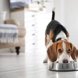 The Honest Kitchen Just Launched a High-Protein Dog Food Collection, and Your Pup Is Going to Love It