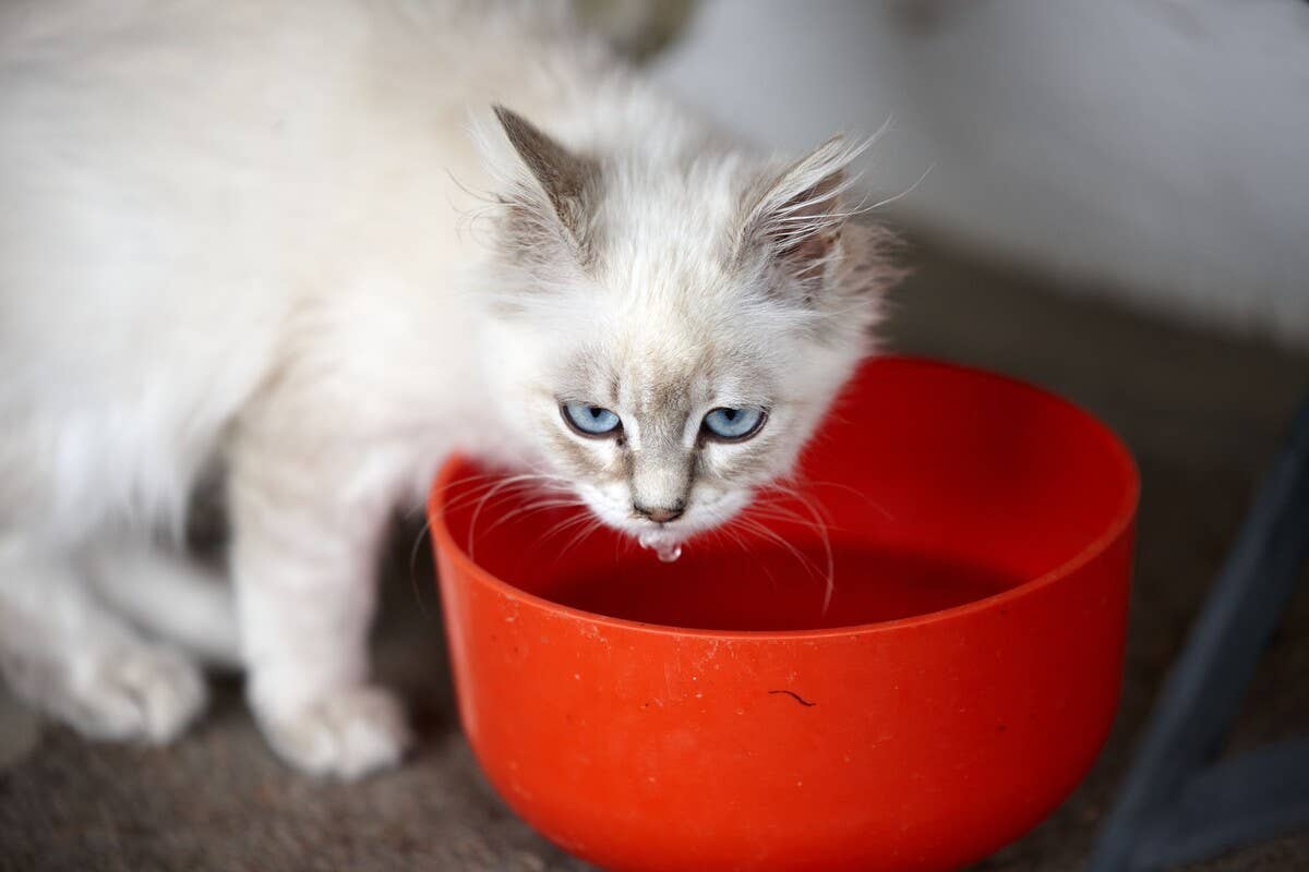 Ragdoll Cat's Hilarious Drinking Routine Includes a Full-On Face Dunk ...