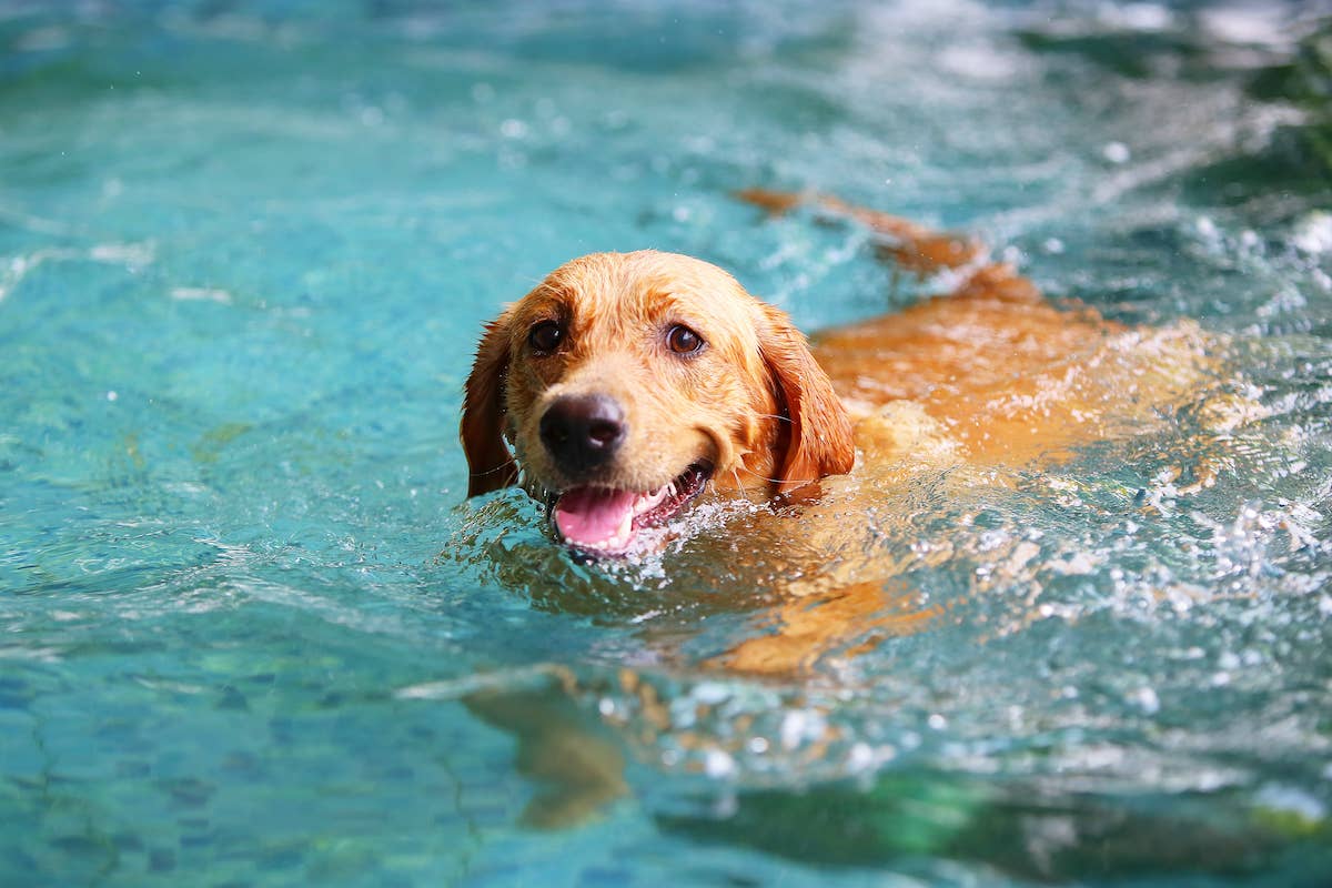 Yellow Labrador Encounters Huge Puddle That 'Bites Back' and It's the ...