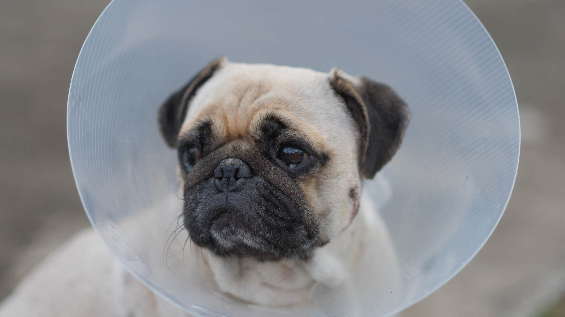 Senior Pug Has a 'Golden Years Glow-Up' and Looks More Like a Puppy Now ...