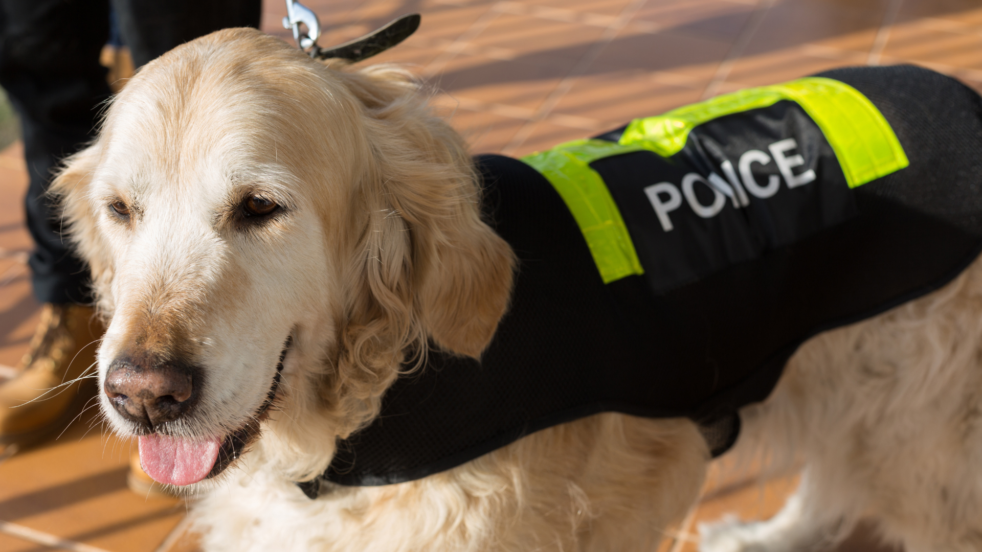 Police Golden Retriever in Training Wins Hearts of Weary Travelers at ...