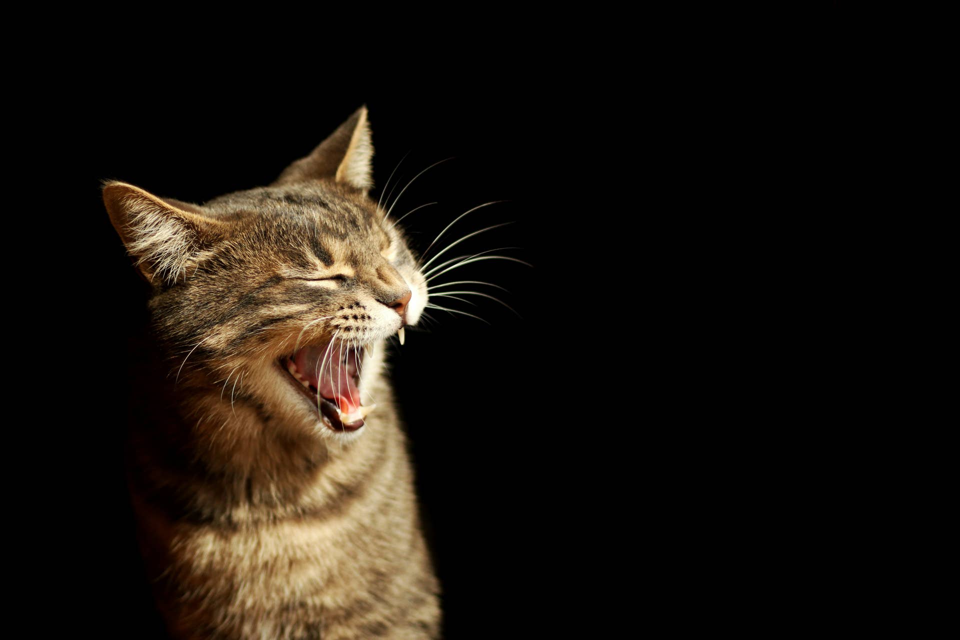 This Is Why Your Cat Swats at You Aggressively - PetHelpful