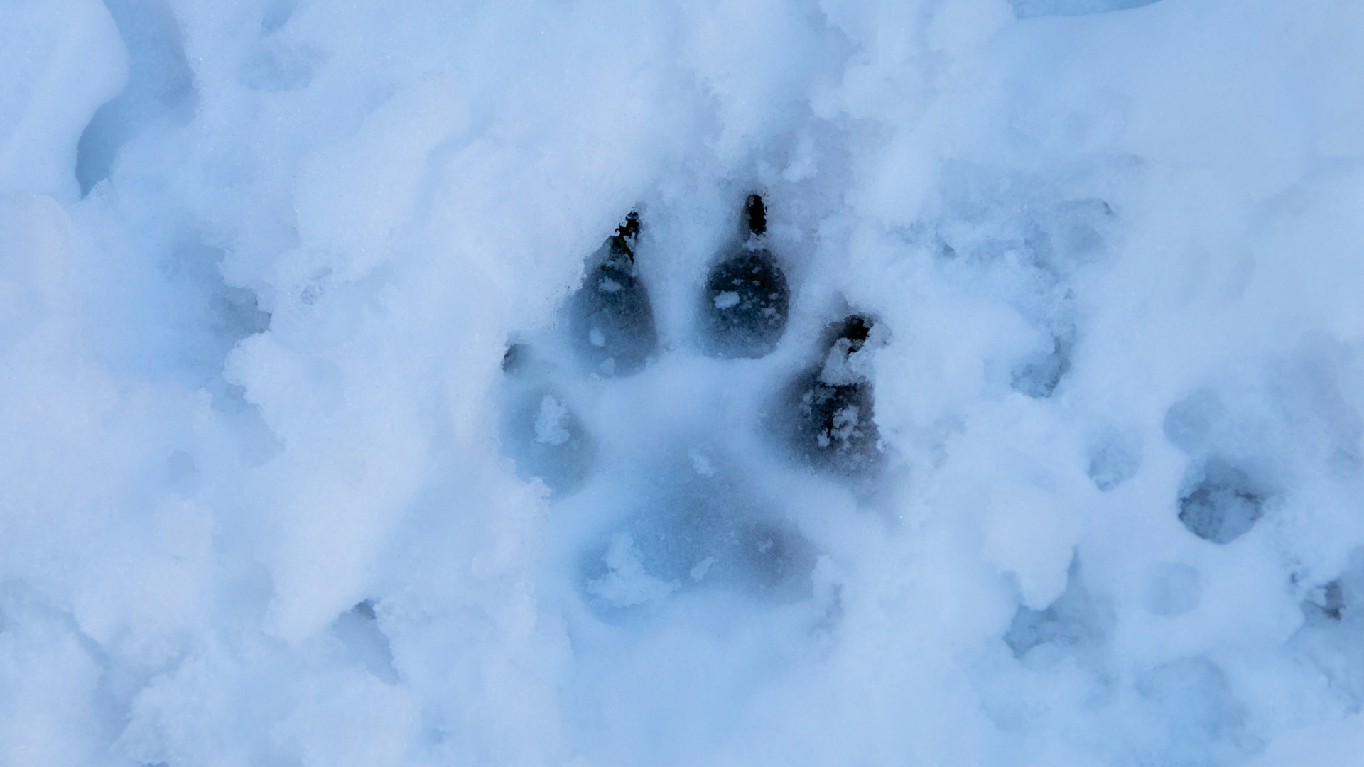 Update on Blind and Deaf Senior Dog Found 'Buried' in Sidewalk Has ...