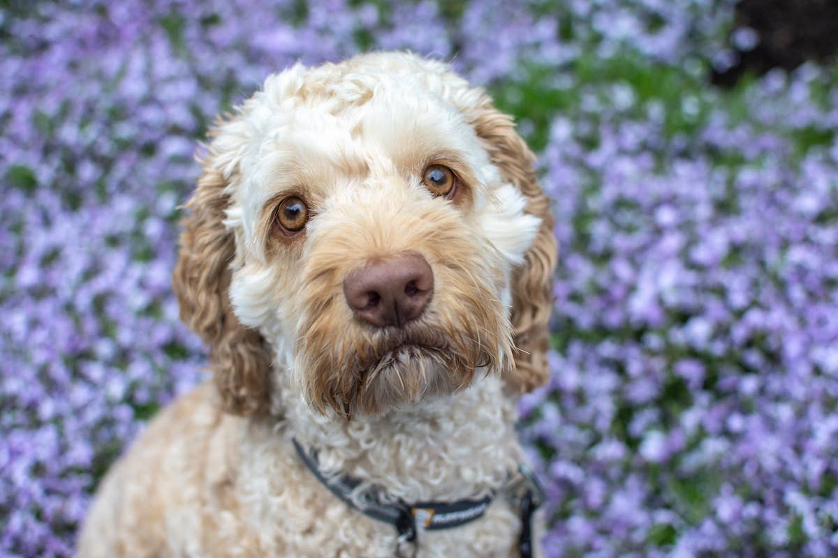 Precious Poodle Mix Crashing Mom's Maternity Photoshoot Proves She's ...