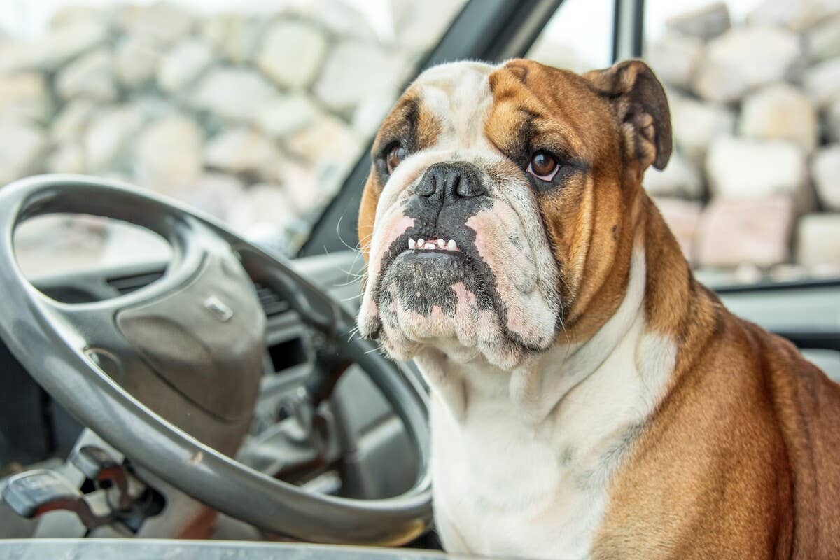 Bulldog's Sad Face While Hoping for Bite of Dessert Is Pitiful but So ...