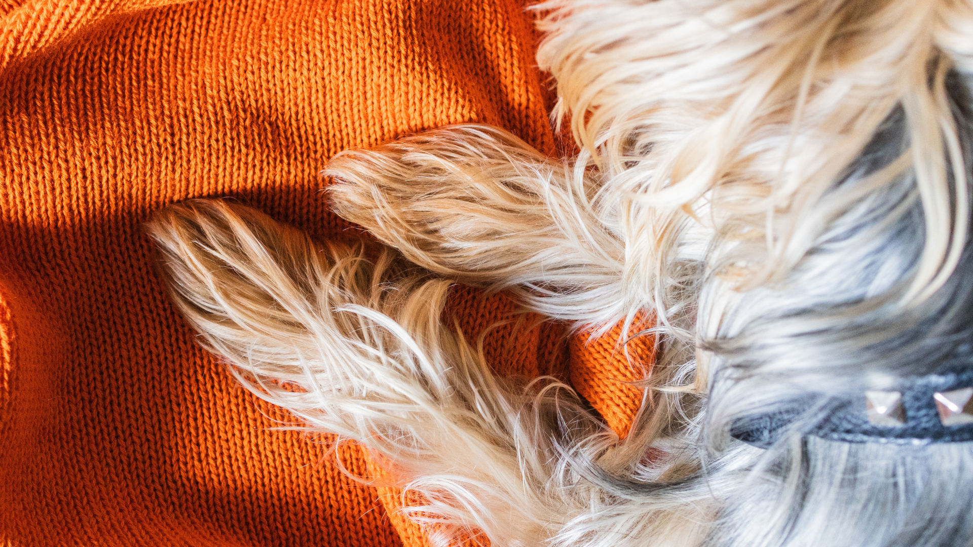 Yorkie Surrender Yorkie Mix Puppy Surrendered Because Family 'Didn't Have Time for Her ...