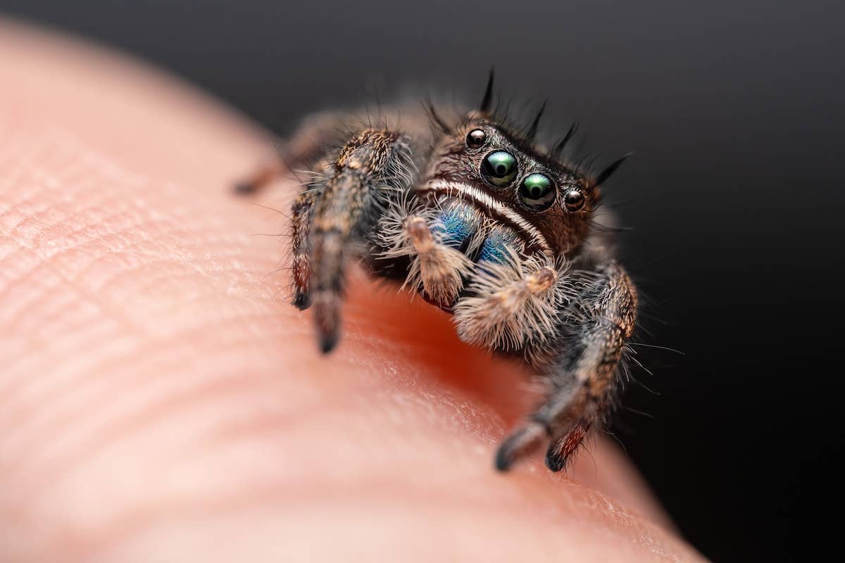 RVers Adopt Adorable Jumping Spider Who Climbs into Their Bus and It's ...