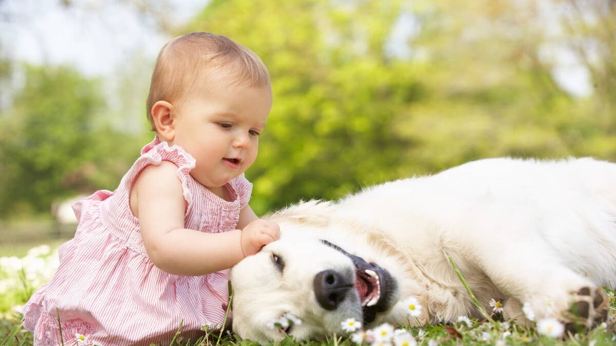 Gentle Golden Retriever Watches Sweet Baby Discover Something New - PetHelpful