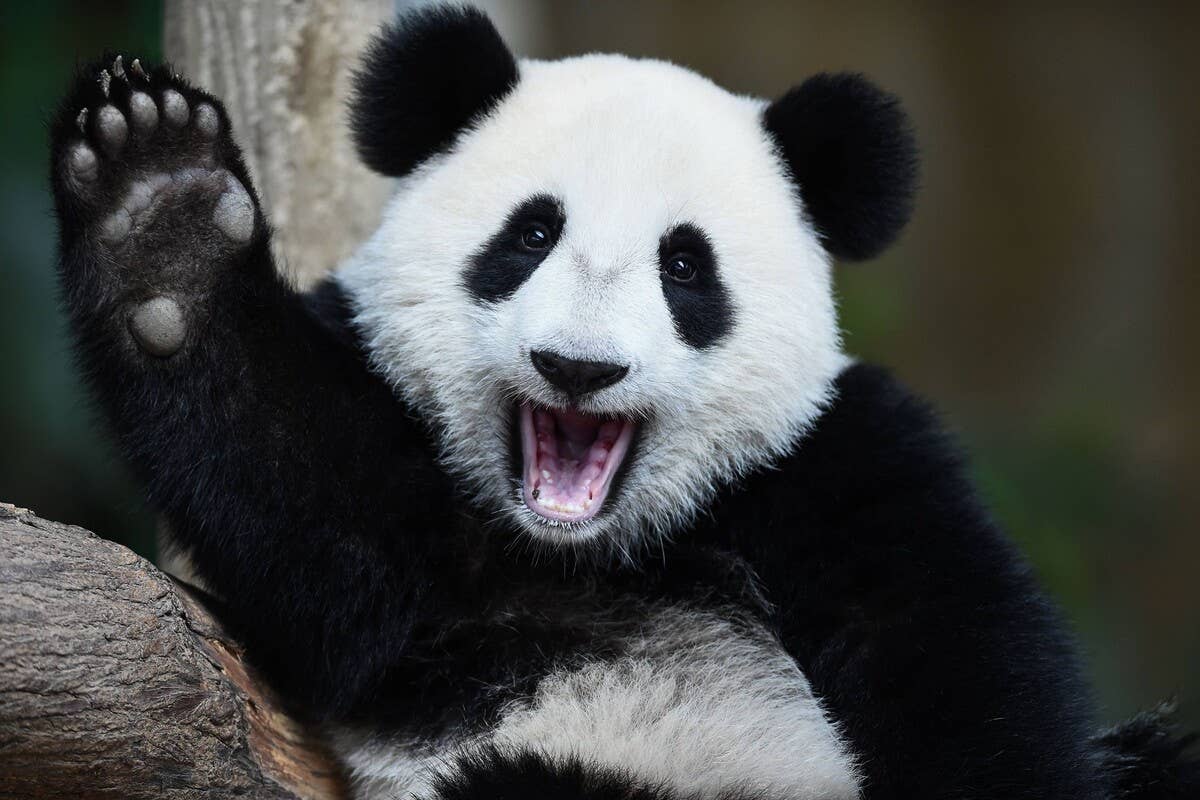 Funny Panda Rolling Around With Her Favorite Elephant Doll Is Just Too ...