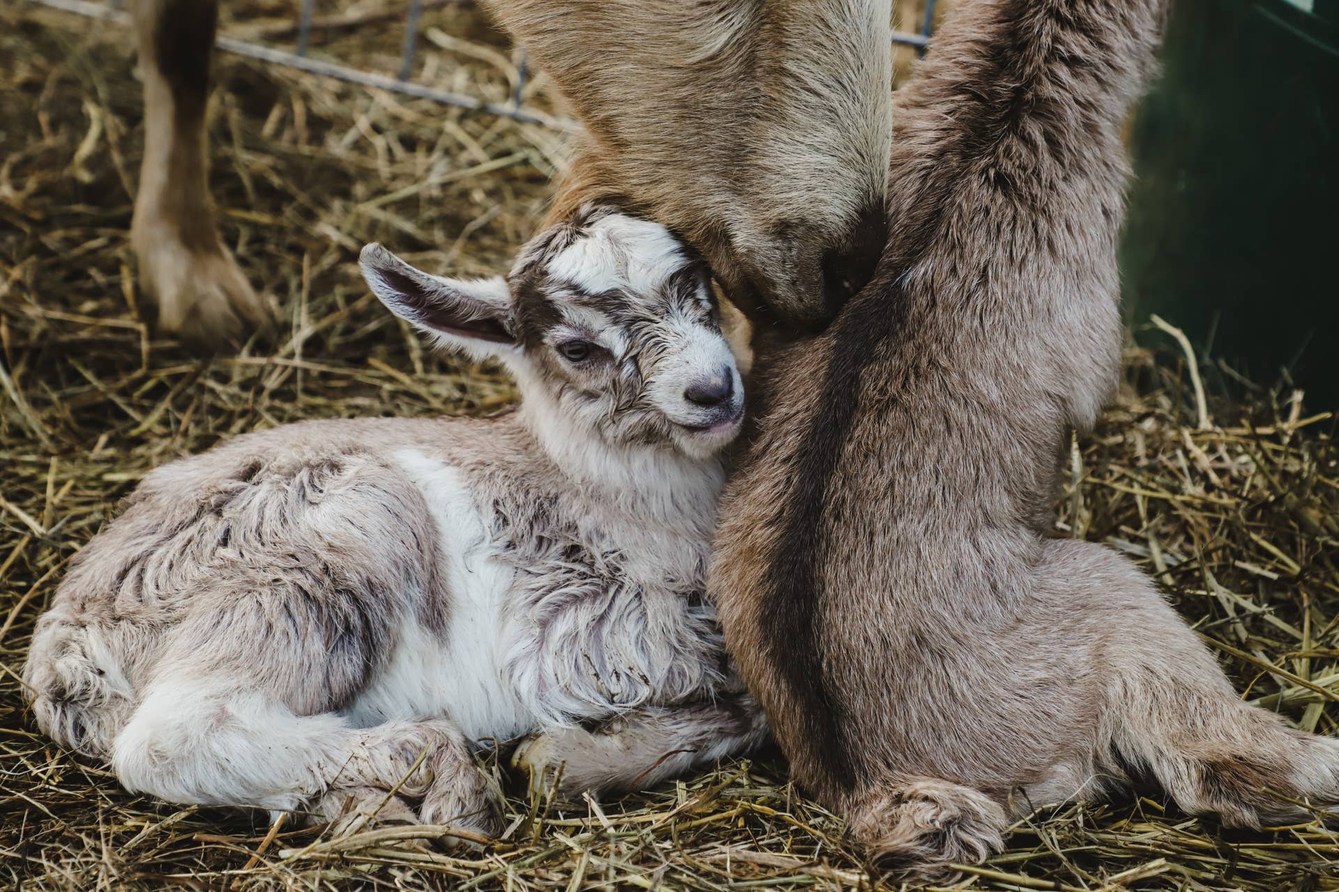 Baby Goat Gets Stuck Between Naptime and Playtime and We Can't Help ...