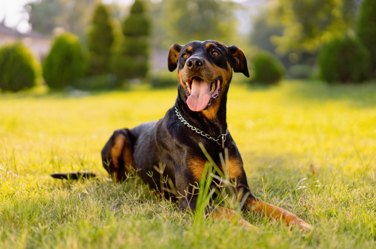 Exploring the Diversity of Black and Brown Dog Types - A Guide to Their Characteristics, Care, and Selection