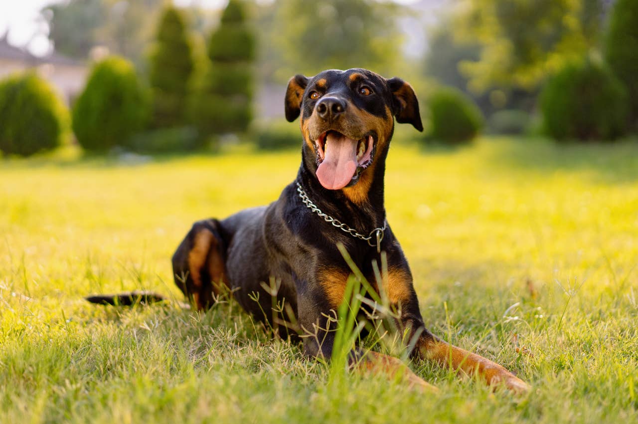 Exploring the Diversity of Black and Brown Dog Types - A Guide to Their Characteristics, Care, and Selection