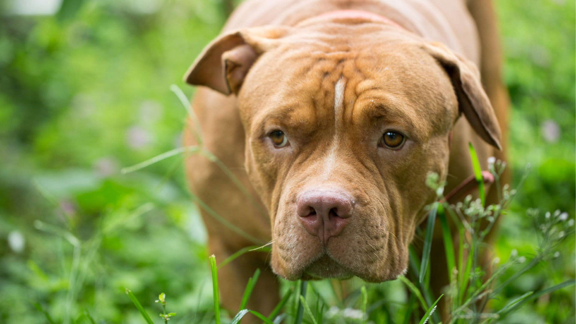 Longest-Resident Shelter Dog Who 'Just Wants to Play' Has Zero Adoption ...