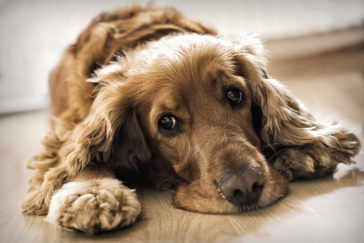 Shelter Worker's Kind Gesture to Comfort Sick Spaniel Dog Has People in ...