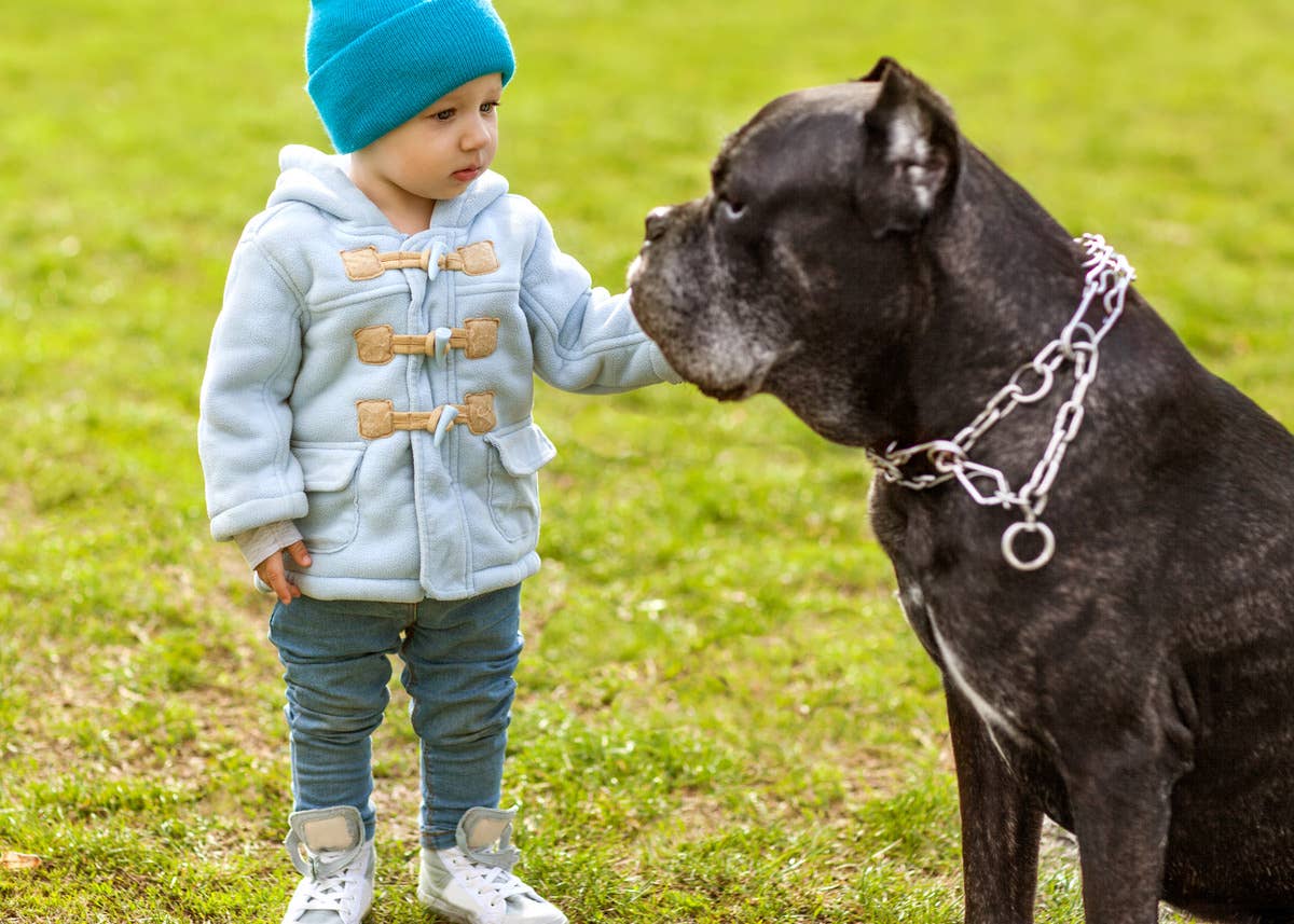 Cane Corso Puppy and Baby Growing Up Together Is a True Love Story for ...