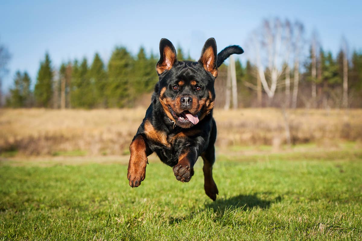 Shepherd Mix Jumps for Joy When the Boy Who Lives Next Door Comes Over ...
