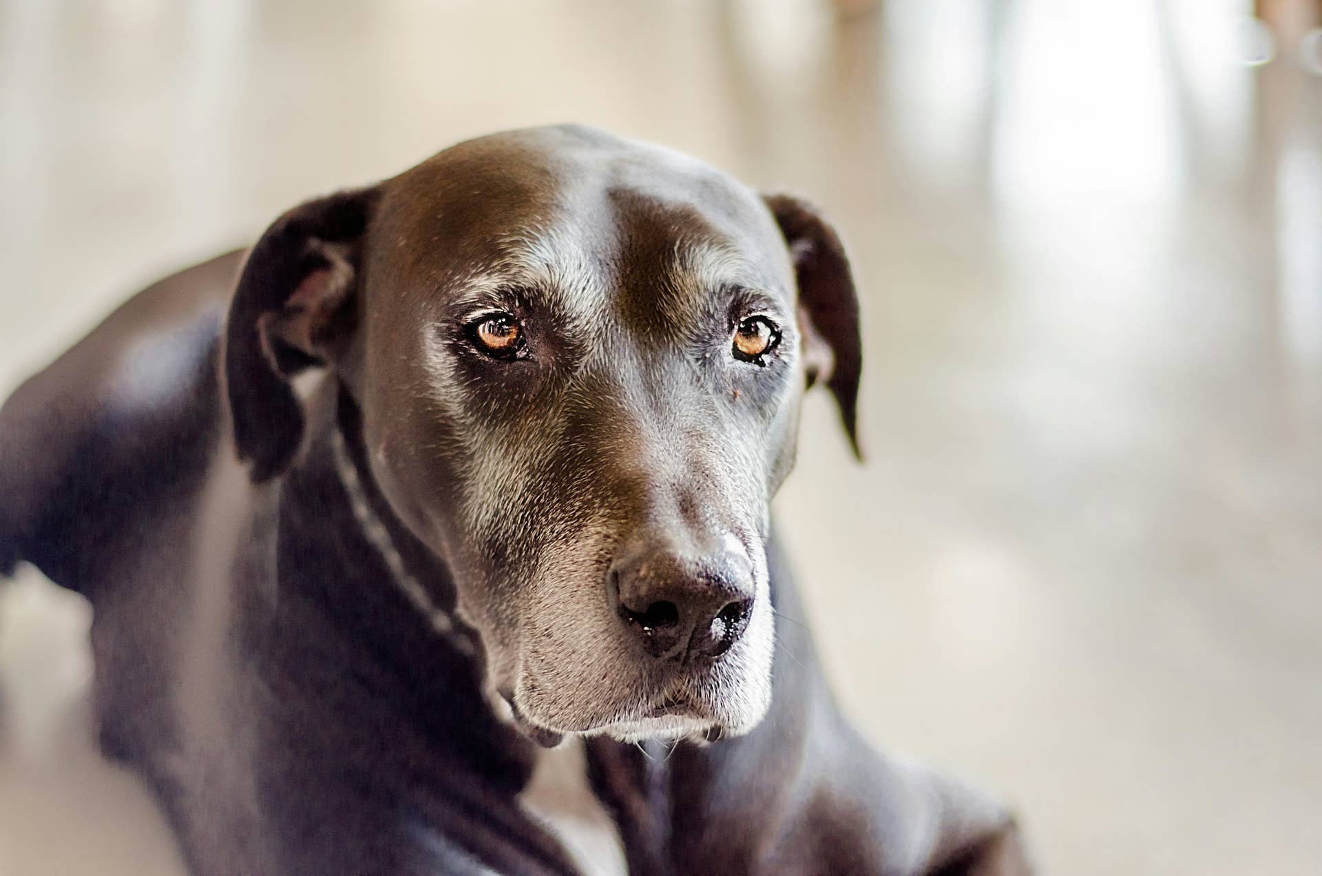 Senior Dog Dementia: 7 Clear Signs & How to Help - PetHelpful
